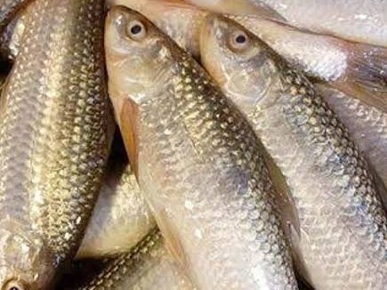Labeo Bata / Lachim Bhangon Fish 