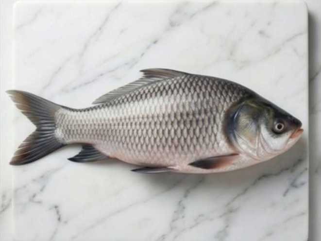 Fresh Bhokua / Catla - Quality Non-Veg Mart Guwahati